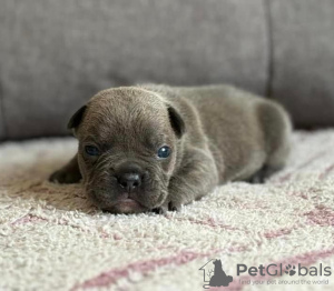 Photo №2 to announcement № 115368 for the sale of french bulldog - buy in Czech Republic private announcement