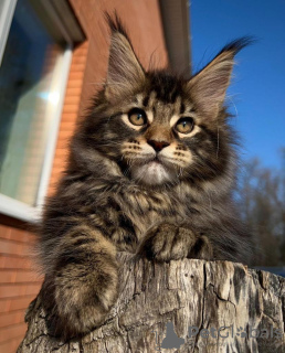 Photo №2 to announcement № 42043 for the sale of maine coon - buy in Russian Federation breeder