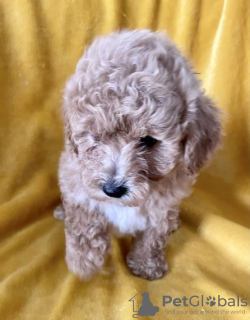 Photo №1. poodle (dwarf) - for sale in the city of Demene | 317$ | Announcement № 41015