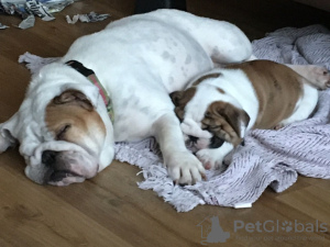 Additional photos: Three Vaccinated English bulldog puppies for sale