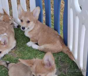 Photo №4. I will sell welsh corgi in the city of New Garden. breeder - price - negotiated