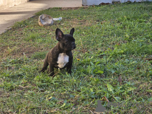 Photo №2 to announcement № 77415 for the sale of french bulldog - buy in Serbia private announcement