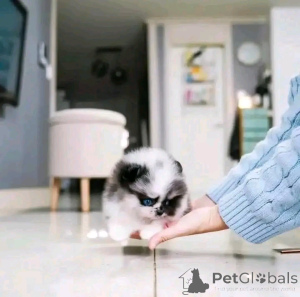 Photo №1. pomeranian - for sale in the city of Chicago | 400$ | Announcement № 137885