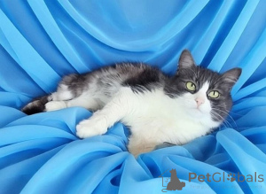 Photo №2 to announcement № 176551 for the sale of  - buy in Belarus 