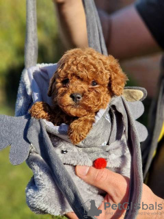 Photo №1. poodle (dwarf) - for sale in the city of Нови Сад | negotiated | Announcement № 84941