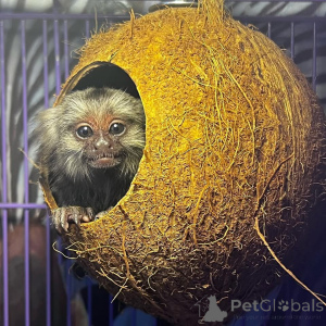 Photo №1.  - for sale in the city of Abu Dhabi | negotiated | Announcement № 161696