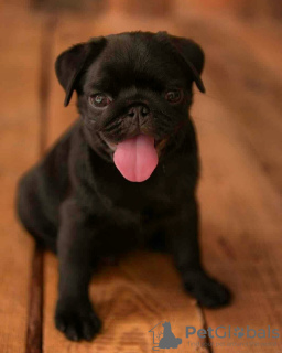 Photo №4. I will sell pug in the city of Kiev. from nursery - price - 710$
