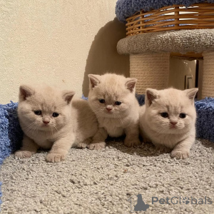 Photo №1. british shorthair - for sale in the city of Freiburg | 350$ | Announcement № 169934