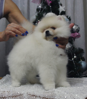 Photo №2 to announcement № 5678 for the sale of pomeranian - buy in Russian Federation breeder
