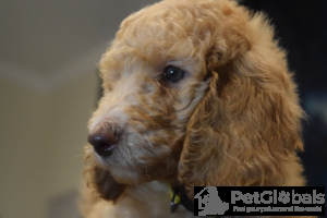 Photo №2 to announcement № 134727 for the sale of poodle (dwarf) - buy in United States private announcement