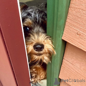 Photo №4. I will sell yorkshire terrier in the city of Gloucester. private announcement - price - 612$