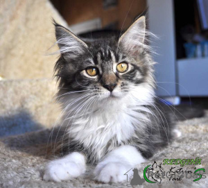 Photo №1. maine coon - for sale in the city of St. Petersburg | 470$ | Announcement № 9363