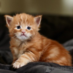 Photo №2 to announcement № 133168 for the sale of maine coon - buy in Belgium 