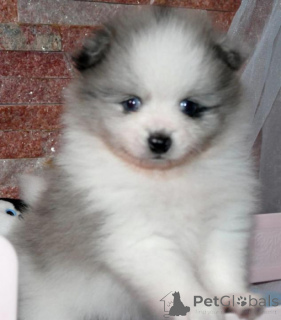 Photo №3. Adorable Mini Pomeranian puppies. Switzerland