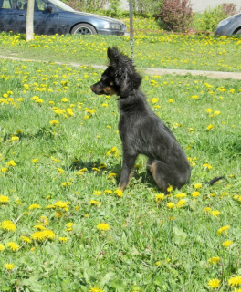 Additional photos: Russian toy long-haired boy