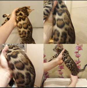 Photo №1. bengal cat - for sale in the city of St. Petersburg | 493$ | Announcement № 6761
