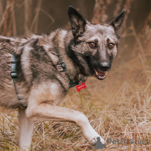 Photo №2 to announcement № 66096 for the sale of non-pedigree dogs - buy in Russian Federation from the shelter