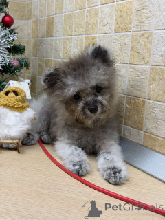 Photo №2 to announcement № 155084 for the sale of poodle (dwarf) - buy in Russian Federation private announcement