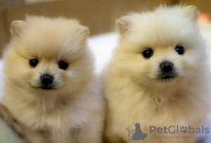 Photo №1. pomeranian - for sale in the city of Varna | negotiated | Announcement № 54811