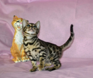 Photo №2 to announcement № 4248 for the sale of bengal cat - buy in Russian Federation from nursery