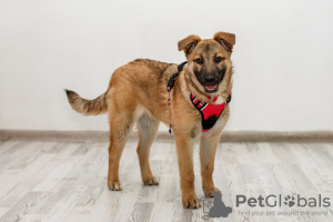 Photo №3. Clever and beauty Vera 4.5 months. In good hands.. Russian Federation