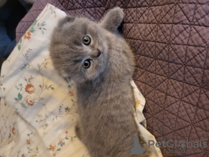 Photo №1. scottish fold - for sale in the city of Sacramento | negotiated | Announcement № 109501