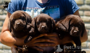 Photo №3. Labrador retriever puppies. Serbia