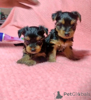 Photo №2 to announcement № 137590 for the sale of yorkshire terrier - buy in United States breeder