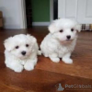 Photo №2 to announcement № 56451 for the sale of maltese dog - buy in Finland private announcement