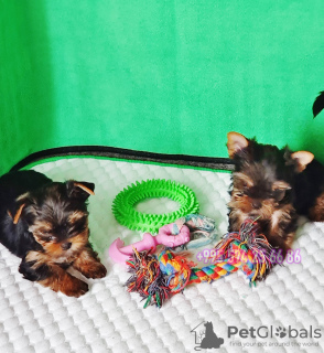 Photo №2 to announcement № 57501 for the sale of yorkshire terrier - buy in Georgia private announcement