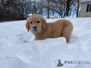 Photo №2 to announcement № 163585 for the sale of golden retriever - buy in Germany breeder