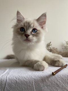 Photo №1. ragdoll - for sale in the city of Carcassonne | 723$ | Announcement № 162966
