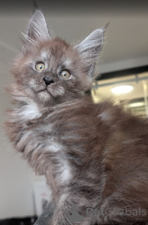 Photo №1. maine coon - for sale in the city of Berlin | negotiated | Announcement № 165122