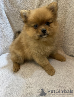 Photo №1. pomeranian - for sale in the city of Chicago | 300$ | Announcement № 67911