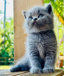 Photo №2 to announcement № 98191 for the sale of british shorthair - buy in United States private announcement