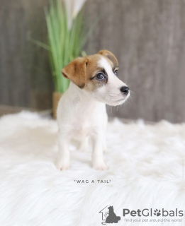 Photo №1. jack russell terrier - for sale in the city of Ludwigsburg | 528$ | Announcement № 99574
