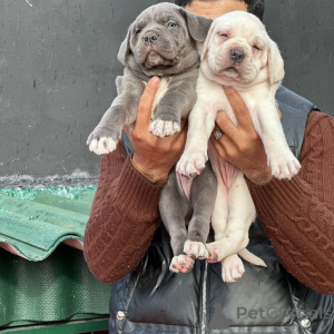 Photo №3. Rare White Cane Corso Puppy Two Beautiful Blue Siblings Available. Germany
