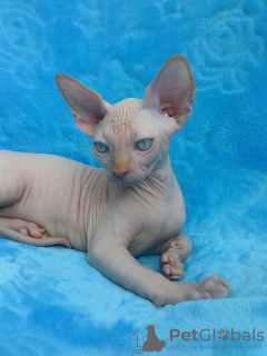 Photo №1. sphynx cat - for sale in the city of Berlin | 317$ | Announcement № 70420