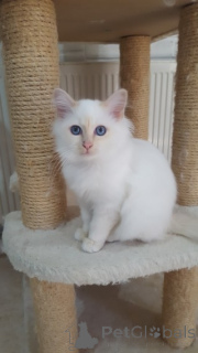 Photo №1. birman - for sale in the city of Ankum | Is free | Announcement № 146144