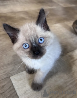 Photo №1. siamese cat - for sale in the city of Les Genevez | 361$ | Announcement № 178748