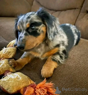 Photo №2 to announcement № 164806 for the sale of dachshund - buy in Germany private announcement, from the shelter