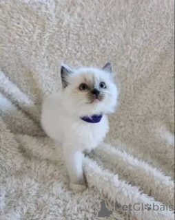 Photo №2 to announcement № 165166 for the sale of ragdoll - buy in Finland private announcement, breeder