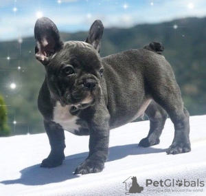 Photo №1. french bulldog - for sale in the city of Сан-Хуан | 499$ | Announcement № 95283