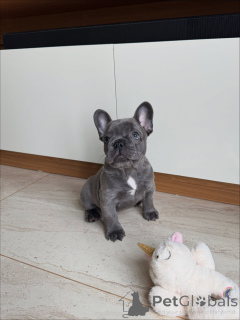 Photo №1. french bulldog - for sale in the city of Bremen | negotiated | Announcement № 154924