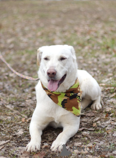 Photo №2 to announcement № 138798 for the sale of non-pedigree dogs - buy in Russian Federation 