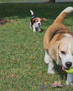 Photo №3. beagle puppies raised in a loving family home, . Germany