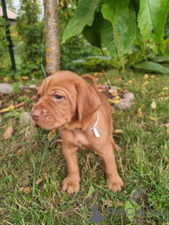 Photo №4. I will sell vizsla in the city of Baldone. private announcement - price - 1057$
