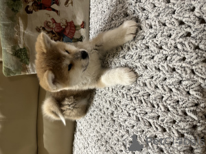 Photo №2 to announcement № 39510 for the sale of akita - buy in Russian Federation breeder