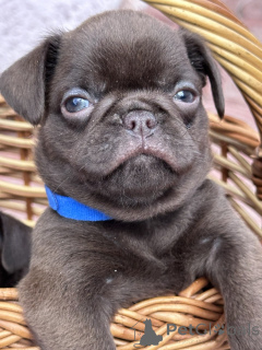 Photo №3. Chocolate Petit brabancon (smooth Griffon). Serbia