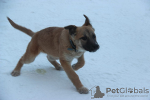 Photo №3. Evie, Nika and Han are looking for a home!. Russian Federation